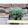 Euphorbia pillansii hybrid. 12 cm, cactus, pianta grassa