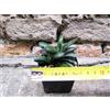 Gasteria pulchra caespitosa 6 cm, cactus, pianta grassa
