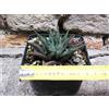 Haworthia limifolia 8 cm, cactus, pianta grassa