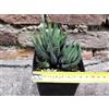 Haworthia radula caespitosa 8 cm, cactus, pianta grassa