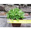 Haworthia turgida caespitosa 10 cm, cactus, pianta grassa