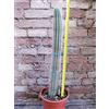 Trichocereus camarguensis 60 cm, cactus, pianta grassa