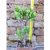 Crassula hobbit 30 cm, cactus, pianta grassa