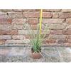 Agave stricta var. nana 40 cm, cactus, pianta grassa