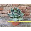 Agave titanota 20 cm, cactus, pianta grassa