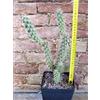 Cylindropuntia imbricata 30 cm, cactus, pianta grassa winter hard, resistente fino a -20Â°C