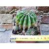 Echinopsis oxygona caespitosa hybrid. fiore fuxia 10 cm, cactus, pianta grassa