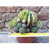 Echinopsis oxygona caespitosa hybrid. fiore fuxia 20 cm, cactus, pianta grassa