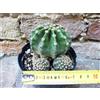 Echinopsis oxygona caespitosa hybrid. fiore fuxia 6 cm, cactus, pianta grassa