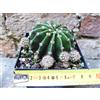 Echinopsis oxygona caespitosa hybrid. fiore fuxia 8 cm, cactus, pianta grassa