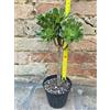 Aeonium arboreum 30 cm, cactus, pianta grassa