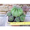 Echinopsis oxygona caespitosa hybrid. fiore rosa 10 cm, cactus, pianta grassa