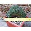 Echinopsis oxygona crestata hybrid. fiore bianco 14 cm, cactus, pianta grassa