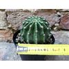 Echinopsis oxygona hybrid. fiore bianco 6 cm, cactus, pianta grassa