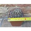 Copiapoa tenuissima 6 cm, cactus, pianta grassa