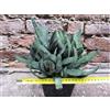 Gasteria duval 25 cm, cactus, pianta grassa