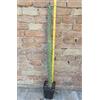 Harrisia pomanensis (Cleistocactus bonplandii) 80 cm, cactus, pianta grassa