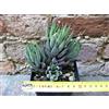 Haworthia radula caespitosa 10 cm, cactus, pianta grassa