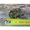 Haworthia turgida caespitosa 4 cm, cactus, pianta grassa
