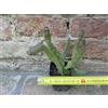 Stapelia varigata 10 cm, cactus, pianta grassa