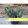 Haworthia reinwardtii caespitosa 10 cm, cactus, pianta grassa