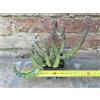 Stapelia varigata 18 cm, cactus, pianta grassa