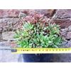 Haworthia turgida caespitosa 16 cm, cactus, pianta grassa