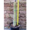 Trichocereus camarguensis 40 cm, cactus, pianta grassa
