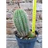 Trichocereus grandiflorus hybrid. ramificato spina corta fiore bianco 15 cm, cactus, pianta grassa