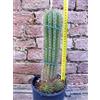 Trichocereus grandiflorus hybrid. ramificato spina corta fiore bianco 30 cm, cactus, pianta grassa