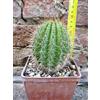 Trichocereus grandiflorus hybrid. spina corta fiore bianco 10 cm, cactus, pianta grassa
