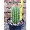 Trichocereus grandiflorus hybrid. spina corta fiore bianco 15 cm, cactus, pianta grassa