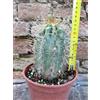 Trichocereus grandiflorus hybrid. spina lunga fiore bianco 15 cm, cactus, pianta grassa