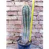 Trichocereus grandiflorus hybrid. spina lunga fiore bianco 50 cm, cactus, pianta grassa