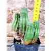 Euphorbia ferox caespitosa 12 cm, cactus, pianta grassa