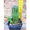 Euphorbia ferox caespitosa 8 cm, cactus, pianta grassa