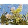 Ceratophyllum demersum, pianta acquatica galleggiante ossigenante per laghetto