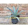 Agave macroacantha 30 cm, cactus, pianta grassa