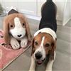 Peluche Beagle, morbido e carino, decorazione per la casa, per letto, sedia