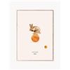 MADO Poster Rocky the Rabbit -