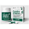 Innovet Condrostress Cat