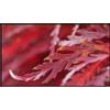 Élysium Screens Edge|One Fresnel Apex ALR Standard 90"