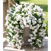 INSPRING Fiori artificiali di bouganvillea, piante per esterni e esterni, decorazione estiva, 2 pezzi, finta seta, resistenti ai raggi UV, sembrano vere viti rampicanti lunghe per porta d'ingresso, portico