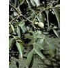HERBOPLANET Srl MSA JUGLANS REGIA 50ML