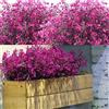 WILLBOND 12 Lotti Arbusti Artificiali Cespugli Fiori Artificiali Resistente ai UV Esterni Piante Fiori Decorativi per Arrangiamento Floreale Centro Tavolo, Decorazione del Giardino Casa (Fuchsia)