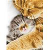 Diamond Dotz Diamond Painting - Momento tenero con cornice - Set creativo
