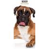Magnet & Steel Boxer 2026 Slim Calendario