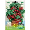 Germisem Minibel Semi di Pomodoro 0.5 g