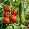 IHLOOTD Rete per Piante Rampicanti, Rete Orto per Cetrioli Pomodori Fagiolini Rampicanti, Rete di Supporto per la guida delle piante per serra da giardino e terrazza (2.7Mx1.8M)