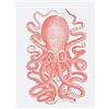 Wee Blue Coo Living Coral Octopus Unframed Art Print Poster Wall Decor 12x16 inch Manifesto Parete